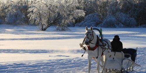 Ein Pferdeschlitten im Schnee mit beschneiten Bäumen im Hintergrund