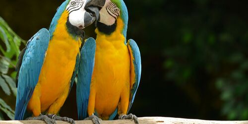 Nahaufnahme zweier Papageien, die sich an den Schnäbeln berühren