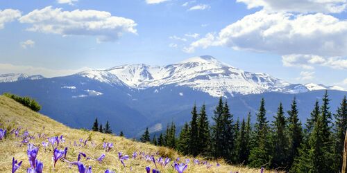 Alpenwiese, Frau beim Wandern und Bergpanorama