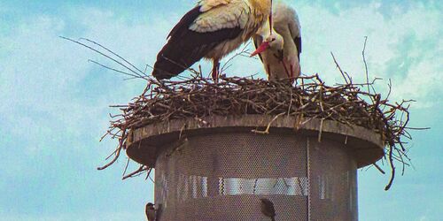 Storchenhorst Trommetsheim, Foto: TV Fränkisches Seenland