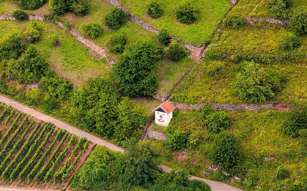 Weinberg Schmachtenberg im Abt Degen Weintal, Foto: Folker Bergmann