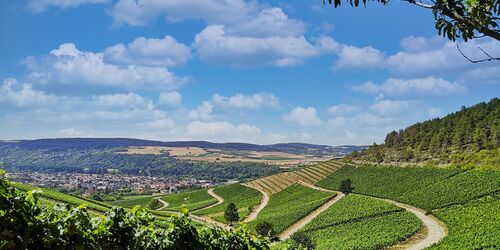 Weinberge Thüngersheim, Foto: Jil Abfalter