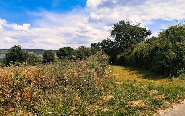 Feldweg im Streuobst Zellingen , Foto: Jil Abfalter