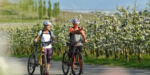 Villen, Wasser, Weinberge am Lindauer Bodensee