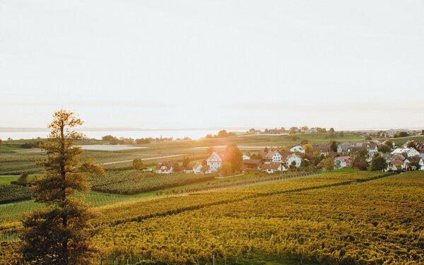 Weingut Schmidt am Bodensee, Foto: www.medienagenten.de