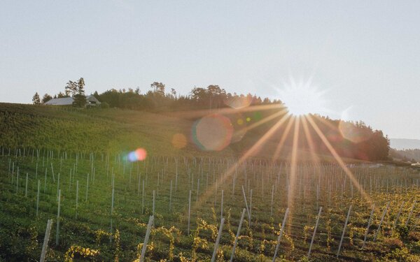 Weinberge des Weinguts Schmidt am Bodensee, Foto: www.medienagenten.de