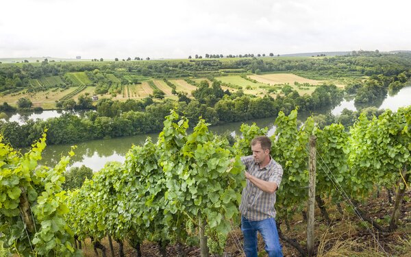 Weinbau bei Volkach, Foto: Peter von Felbert, Lizenz: erlebe.bayern