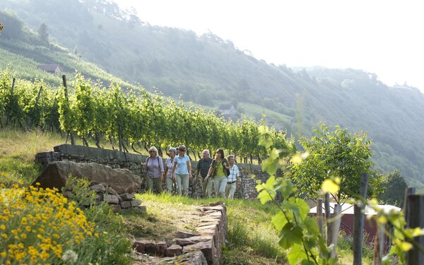 Weinberge Gambach