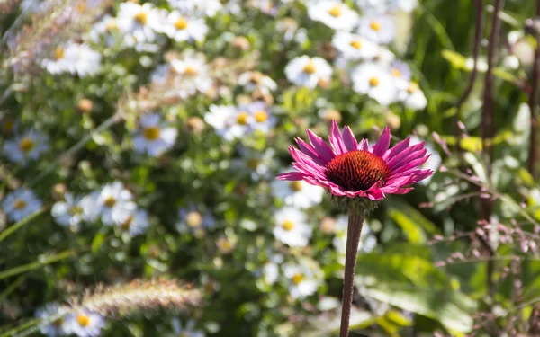 Blütenträume, Landesgartenschau Kirchheim , Foto: L. Rochus, Kirchheim 2024 GmbH