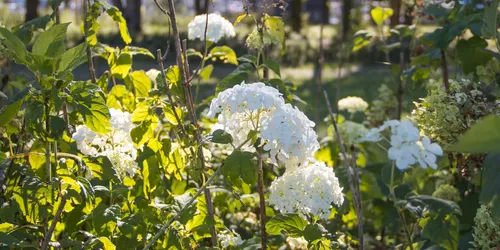Blütenträume, Landesgartenschau Kirchheim , Foto: L. Rochus, Kirchheim 2024 GmbH