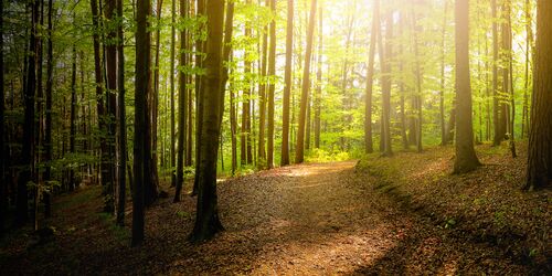 Wald mit Sonne auf der Lichtung