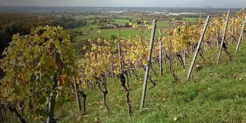 Weinberge mit Blick auf das Tal