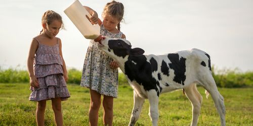 Zwei Kinder, die Kalb mit Milch füttern