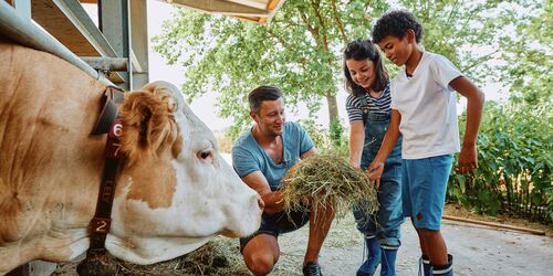Mann und Kinder die Kuh mit Heu füttern