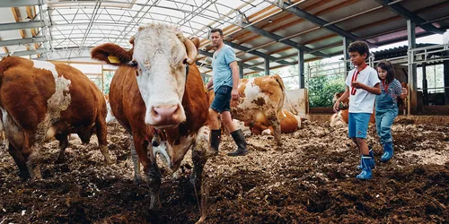 Kühe im Stall auf dem Bauernhof