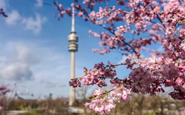 Ein blühender Zierkirschbaum im Olympiapark München mit dem Olympiaturm im Hintergrund
