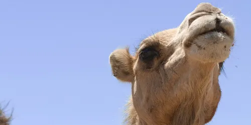 Kamelreiten in Bayern: Ab ins Mangfalltal