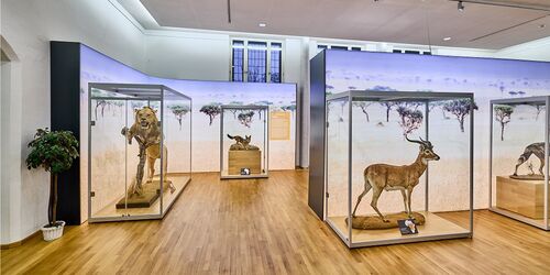 Tiere im Naturkundemuseum in Coburg