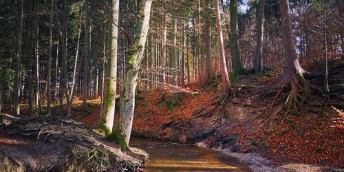 Bachlauf auf Maisinger Schlucht Wanderweg