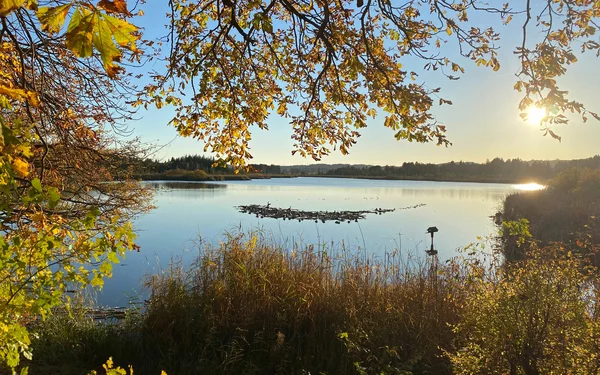 Blick auf den Maisinger See im Herbst mit Laub und Bäumen