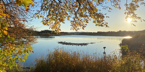 Blick auf den Maisinger See im Herbst mit Laub und Bäumen