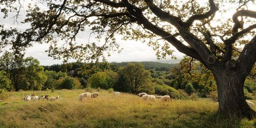 Dillberg: Wandern mit hervorragenden Aussichten