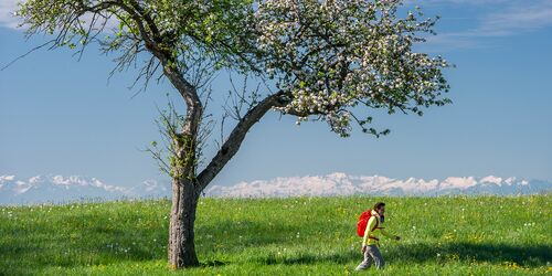 Wanderer vor Wiese und Bergpanorama