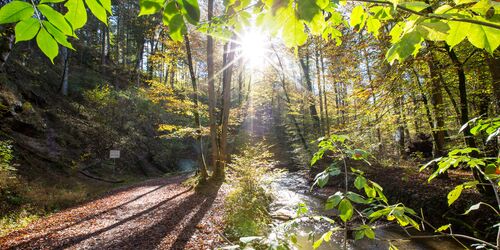 Wald in der Maisinger Schlucht mit Sonnenschein