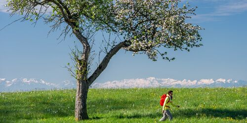 Wanderer vor Wiesen- und Bergpanorama