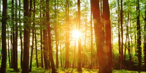 Wald und Umwelt erwandern bei Ebersberg