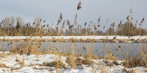 Gräser in verschneiter Landschaft vor einem Fluss