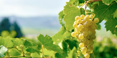 Weinrebe in Nahaufnahme mit Panorama im Hintergrund