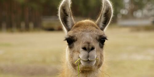 Lama-Trekking bei Großhelfendorf