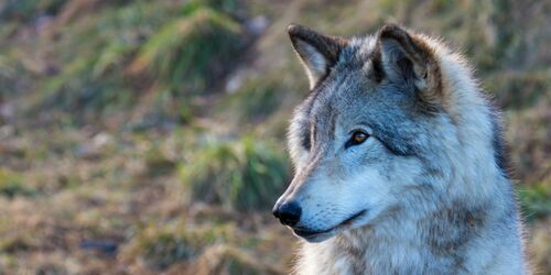 Nahaufnahme eines grauen Wolfs