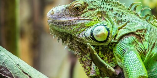 Reptilien bestaunen in Oberammergau