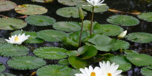 Der Botanische Garten in Augsburg