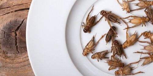 Braune Käfer auf einem weißen Teller