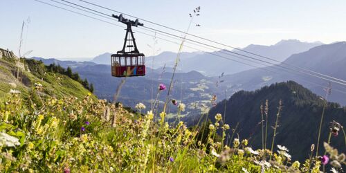 Alpenblumen am Walmendingerhorn